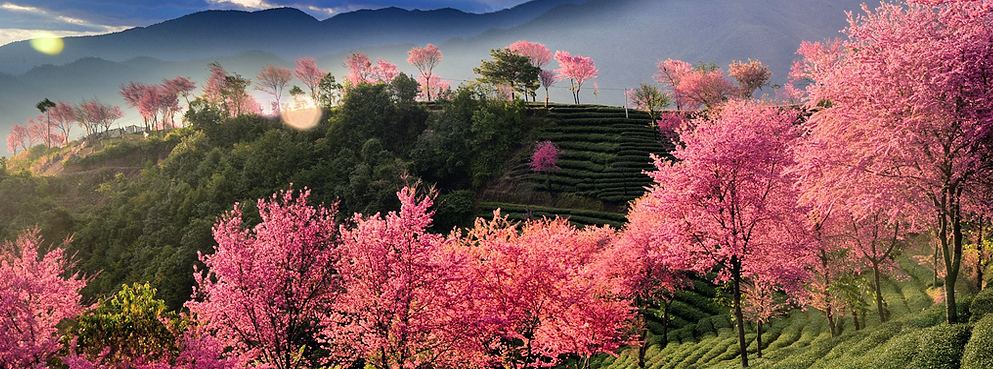 大理州-南涧县-无量山/樱花谷风景区