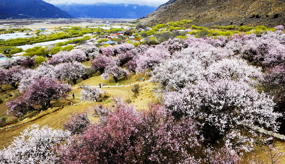 林芝市-巴宜区-嘎拉村(桃花村)/桃花谷风景区