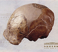 旧石器·周口店·北京人头盖骨
