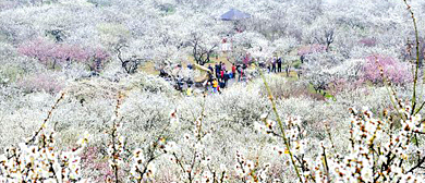 苏州光福镇香雪海景区