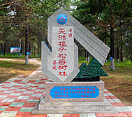 大兴安岭地区-呼玛县-樟子松母树林基地