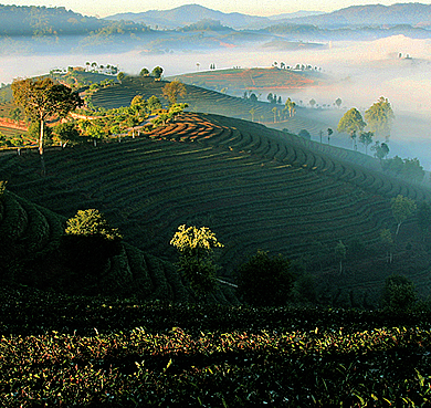 普洱市-思茅区-中华普洱茶博览苑（营盘山万亩茶园）风景旅游区|4A