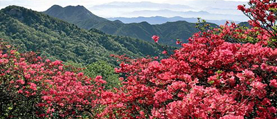 保山市-腾冲市-界头镇-高黎贡山·大树杜鹃王（古木文化博览园）风景旅游区|4A