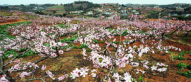 成都市-龙泉驿区-山泉镇-龙泉山·桃花故里风景区|4A