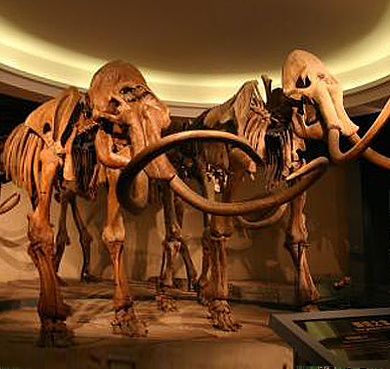 绥化市-青冈县-青冈古生物化石博物馆·青冈猛犸象国家地质公园