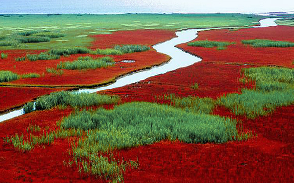 盘锦市-大洼区-辽河口（红海滩湿地）国家级自然保护区·辽河口红海滩国家级海洋公园|5A