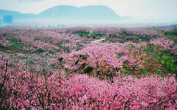 北京市-平谷区-平谷万亩桃花海（平谷桃花节）风景旅游区