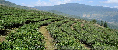 黄山市-祁门县-芦溪乡-祁门安茶园风景旅游区