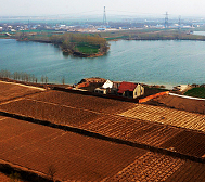 郑州市-荥阳市-广武镇-青台村-|新|青台遗址