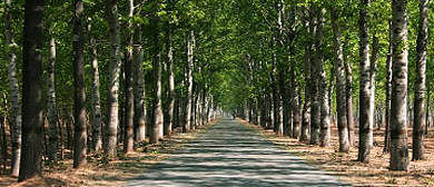 聊城市-冠县-百里黄河故道·毛白杨林风景区