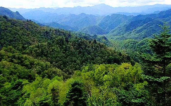 汉中市-佛坪县-佛坪国家级自然保护区（秦岭大熊猫野外研究基地）