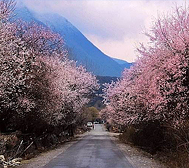 林芝市-波密县-倾多镇-如纳村桃花风景区