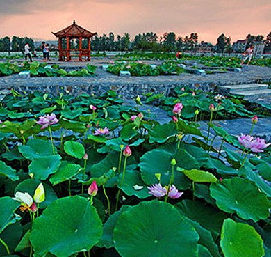 萍乡市-莲花县城-琴亭镇-荷博园（荷花博览园·莲江国家湿地公园）风景旅游区|4A