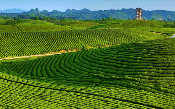 遵义市-湄潭县-永兴镇-中国茶海风景旅游区