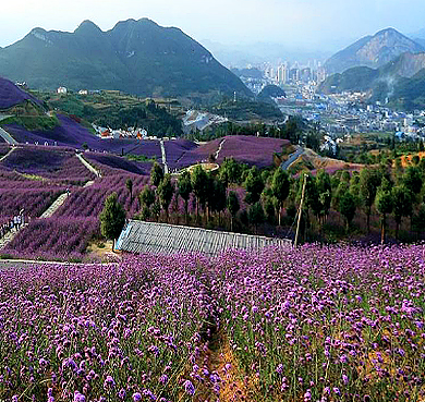 遵义市-桐梓县-娄山关万亩花海（杉坪花海）风景旅游区|4A