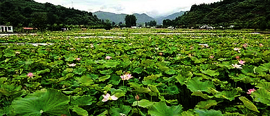 洛阳市-栾川县-秋扒镇-小河村·荷花园风景区