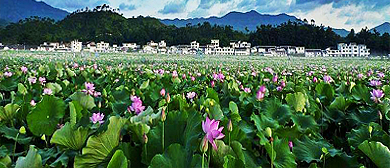 黄山市-歙县-溪头镇-桃源村·十里荷花基地