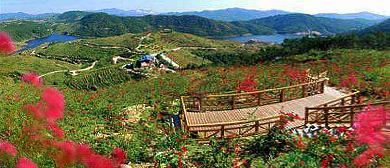厦门市-翔安区-新圩镇-大帽山（三角梅园）风景旅游区