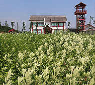 黄冈市-蕲春县-中国艾都艾草馆