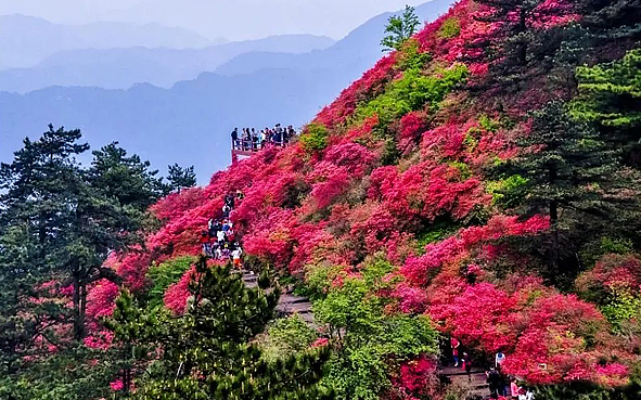 黄冈市-麻城市-大别山（黄冈）国家地质公园·龟峰山（万亩杜鹃花海）风景旅游区|5A