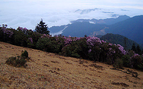 楚雄州-大姚县-百草岭（主峰帽台山·3657米 ）风景区