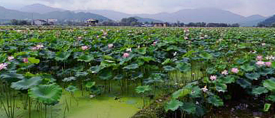 保山市-腾冲市-荷花镇-荷花湾花海风景区