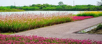 苏州市-虎丘区-太湖·西京湾花田风景区