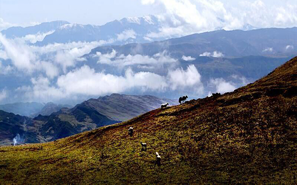 凉山州-美姑县-美姑大风顶（大熊猫）国家级自然保护区