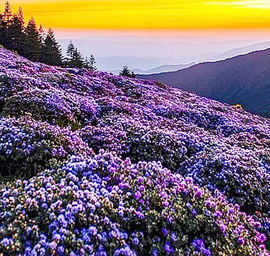 凉山州-金阳县-热柯觉乡-波洛山·索玛花海风景区