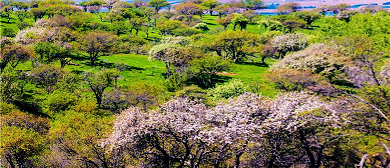 塔城地区-额敏县-野果林风景区