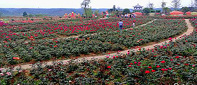 绵阳市-游仙区-东林镇-天坪村-世界月季博览园