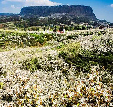 宜宾市-屏山县-锦屏镇-锦屏山（梨园茶海）风景旅游区