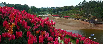 眉山市-东坡区-富牛镇-桂花湖休闲农业示范园