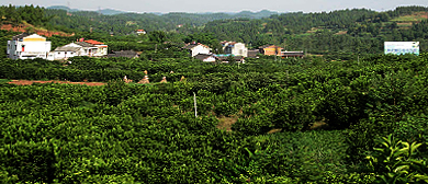 资阳市-安岳县-通贤镇-通贤贡柚生态园·农业旅游区