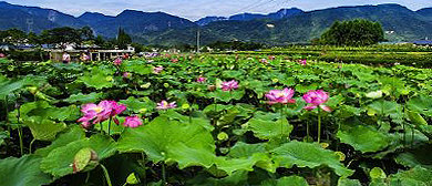 绵阳市-安州区-睢水镇-白河村·环湖碧荷园