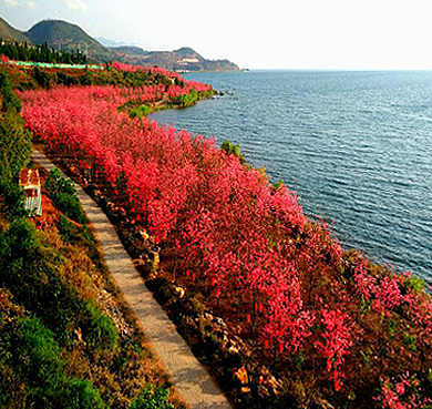 玉溪市-华宁县-抚仙湖·樱花园风景旅游区