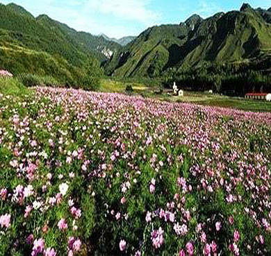 海东市-民和县-药泉山·七里寺（花海）风景区