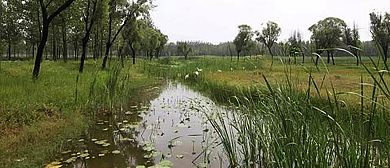 菏泽市-单县-单县黄河故道湿地风景区