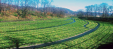 沧州市-海兴县-马骝山·小山（火山）地质公园