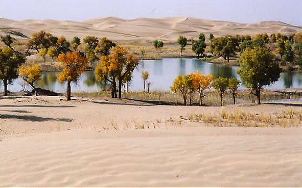 巴音郭楞州-若羌县-塔克拉玛干沙漠（塔里木河胡杨林）风景区