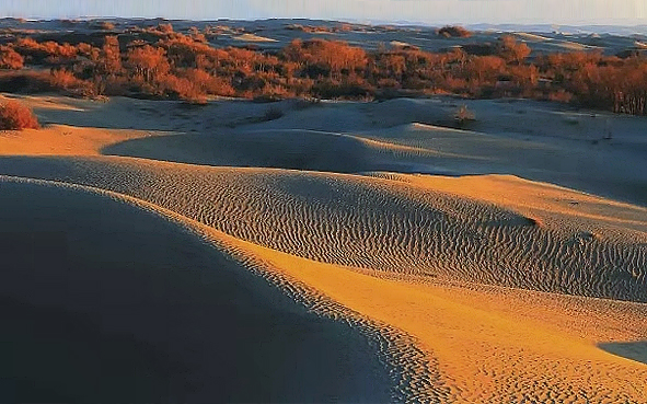 阿克苏地区-阿瓦提县-塔克拉玛干沙漠·胡杨林（叶尔羌河）风景区