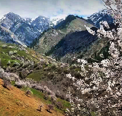 伊犁州-伊宁县-阿吾赞森林公园（阿吾赞沟杏花花海）风景区