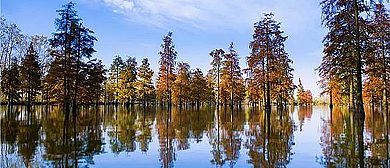 滁州市-来安县-池杉湖国家湿地公园（水上森林）风景旅游区|4A