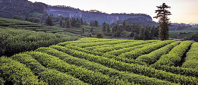 岳阳市-君山区-君山银针茶园（湖南省君山银针茶业股份有限公司）