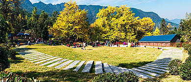 永州市-双牌县-茶林镇-桐子坳村·桐子坳（古银杏林）风景旅游区|4A