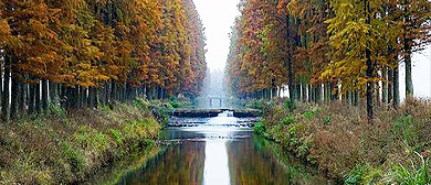 衡阳市-祁东县-白地市镇-彭家湾水杉林风景区