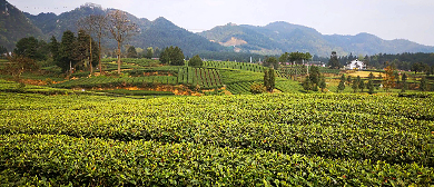 遵义市-凤冈县-绥阳镇-茶寿山（有机茶园）风景旅游区