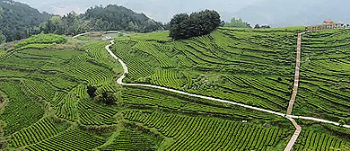 铜仁市-思南县-思南茶叶公园·风景旅游区