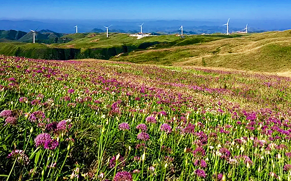 毕节市-赫章县-阿西里西·韭菜坪（乌蒙山主峰·2900米）风景旅游区|4A