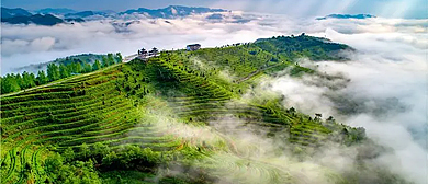 黔南州-都匀市-螺蛳壳（茶山茶园）风景区